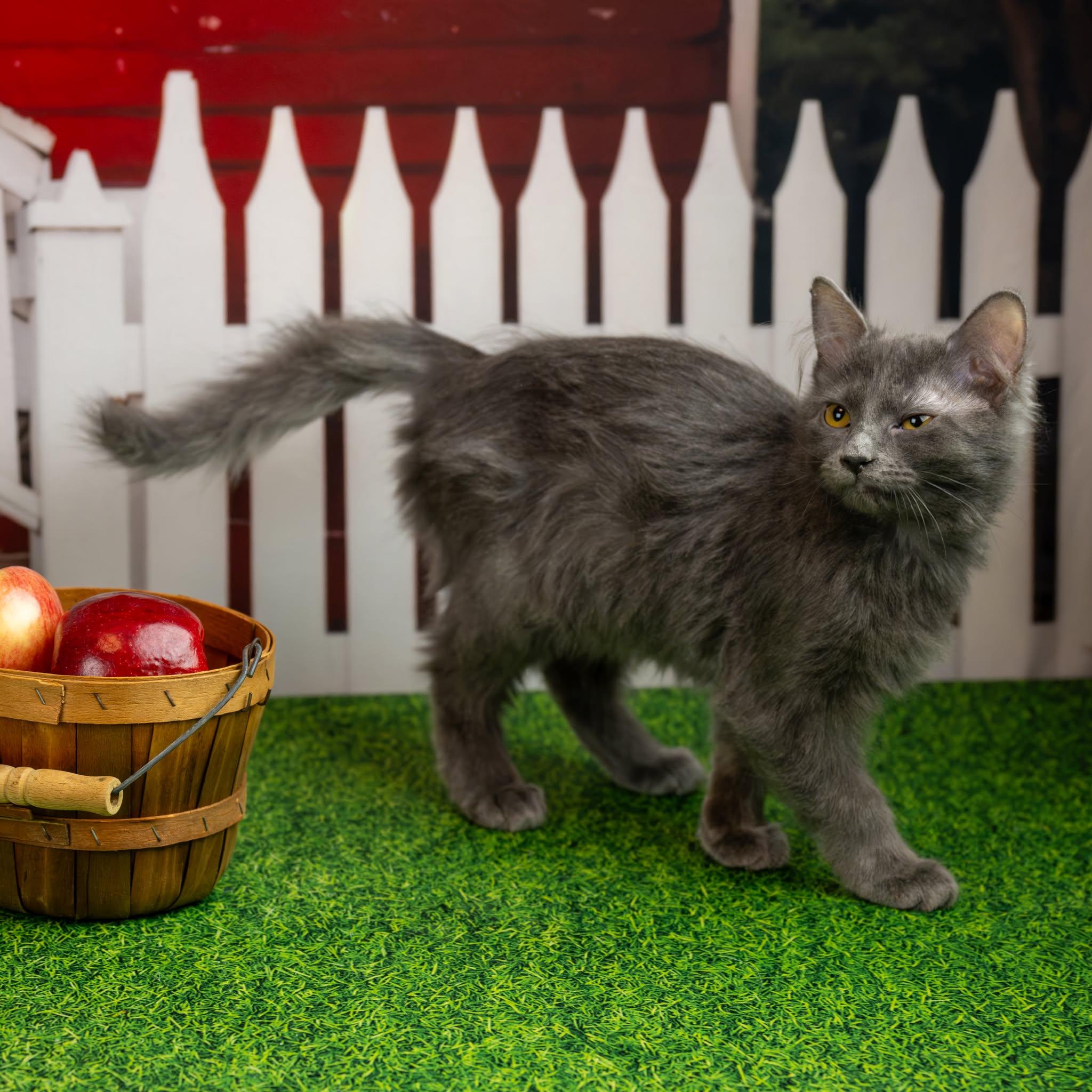 Enlarge Jezzie, a Adopted Domestic Medium Hair in Lapeer, MI image 1/3