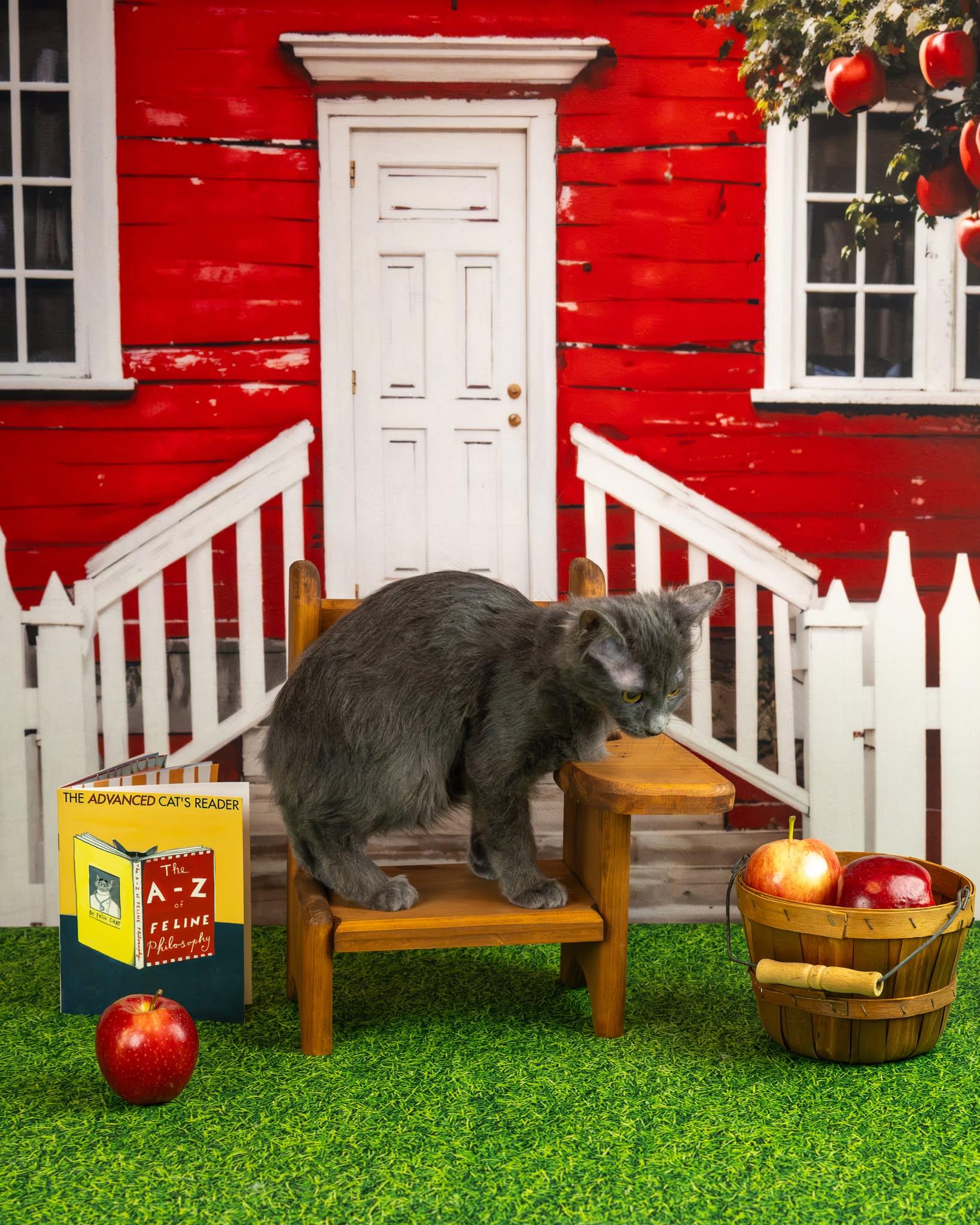 Enlarge Jezzie, a Adopted Domestic Medium Hair in Lapeer, MI image 3/3