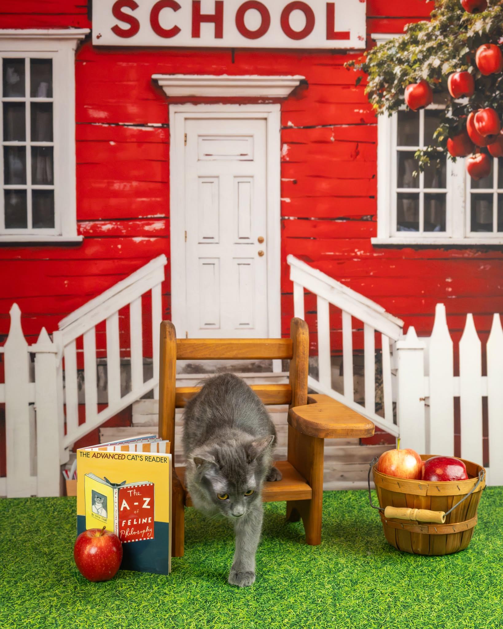 Enlarge Jezzie, a Adopted Domestic Medium Hair in Lapeer, MI image 2/3