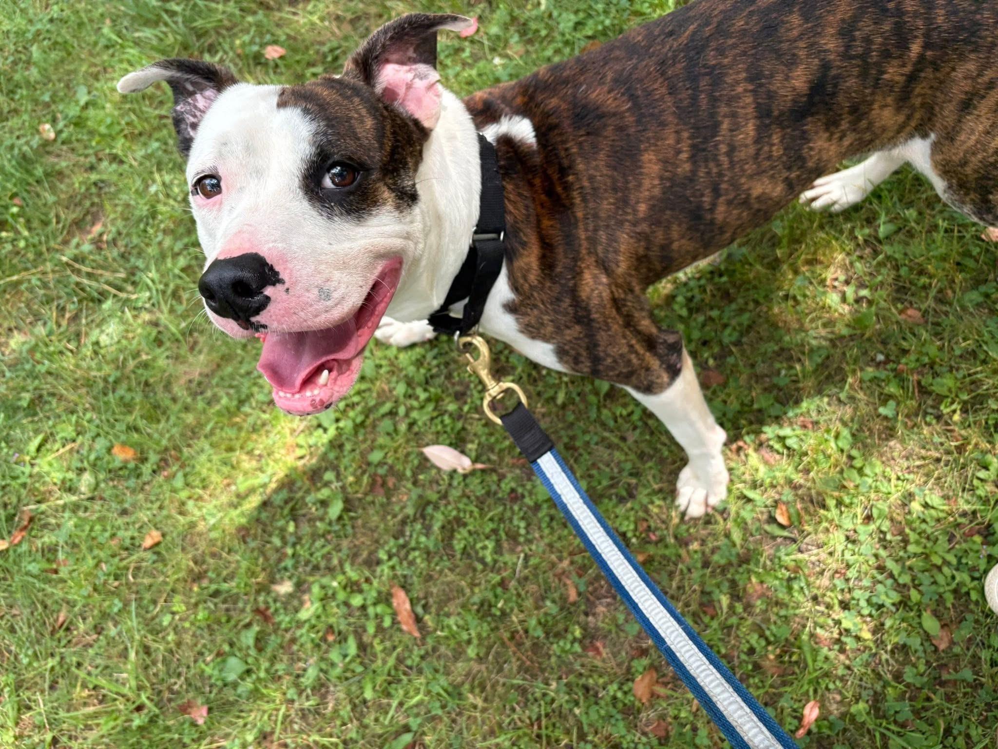 Tomska, a Adoptable Mixed Breed in Olean, NY image 1/2