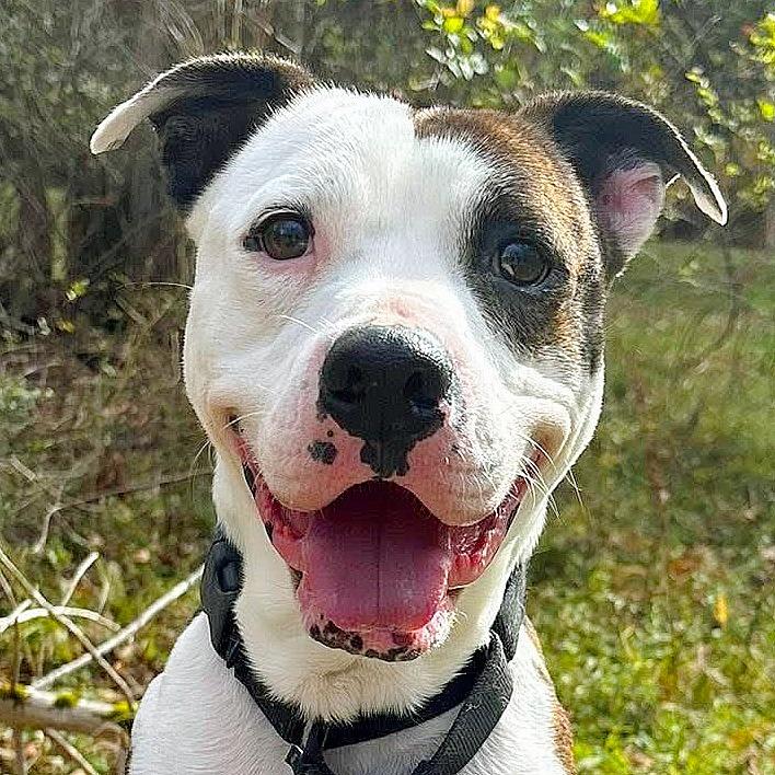 Tomska, adopted, Adult Male Mixed Breed.