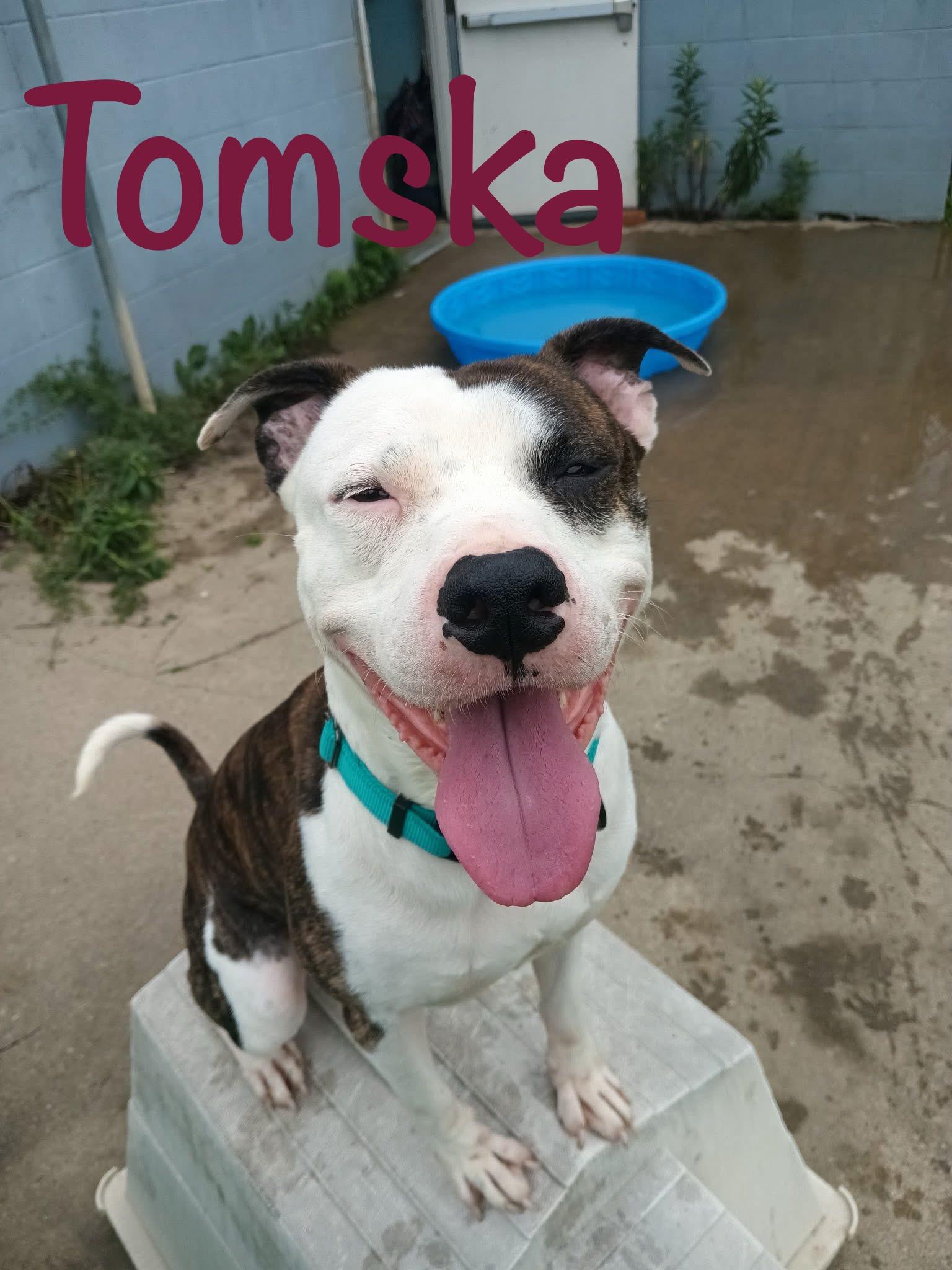 Tomska, a Adoptable Mixed Breed in Olean, NY image 2/2