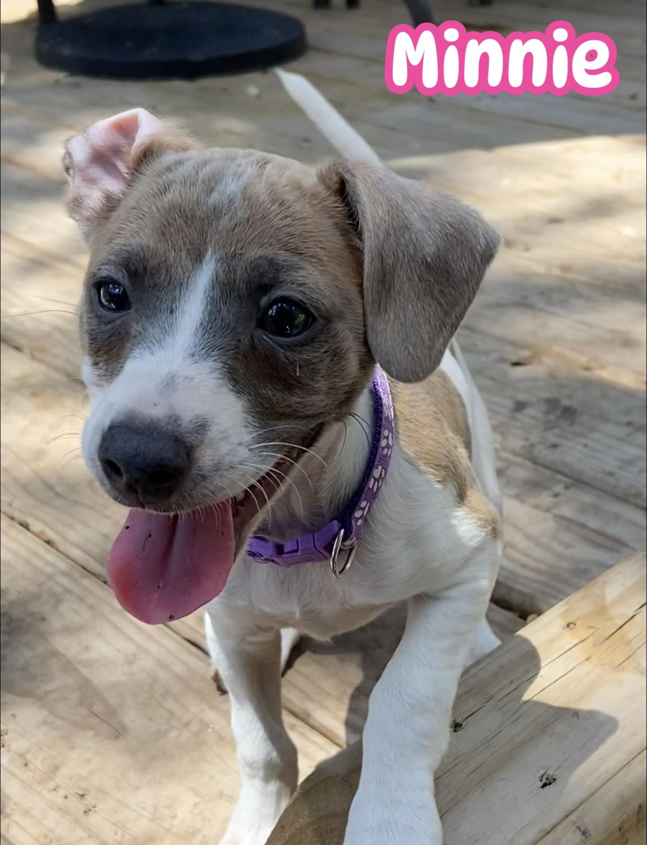 Minnie, an adoptable Jack Russell Terrier Mix in Branson, MO_image-1