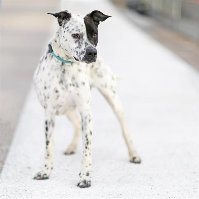 BONZAI, Adoptable, Young Male Dalmatian & Mixed Breed.