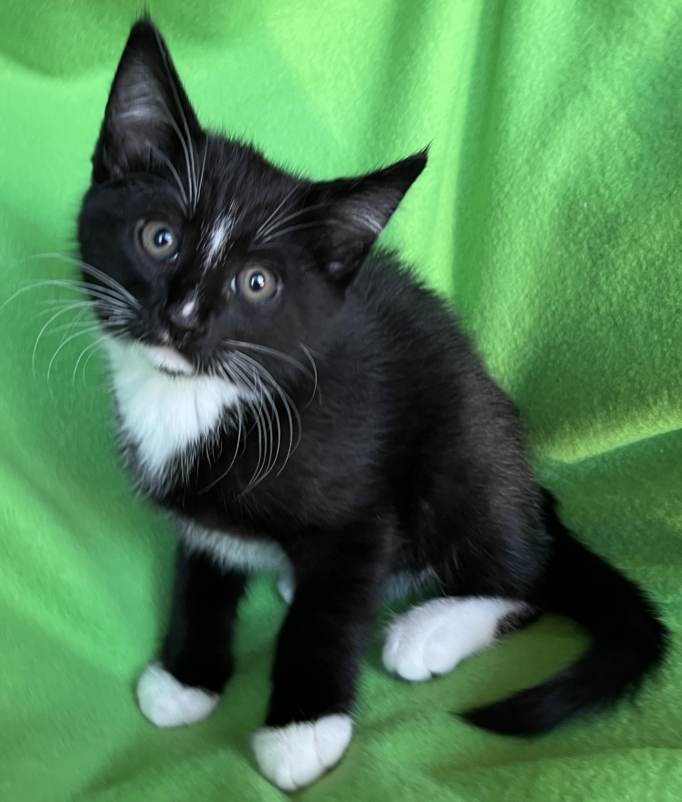 Zorro, Adoptable, Kitten Male Tuxedo.