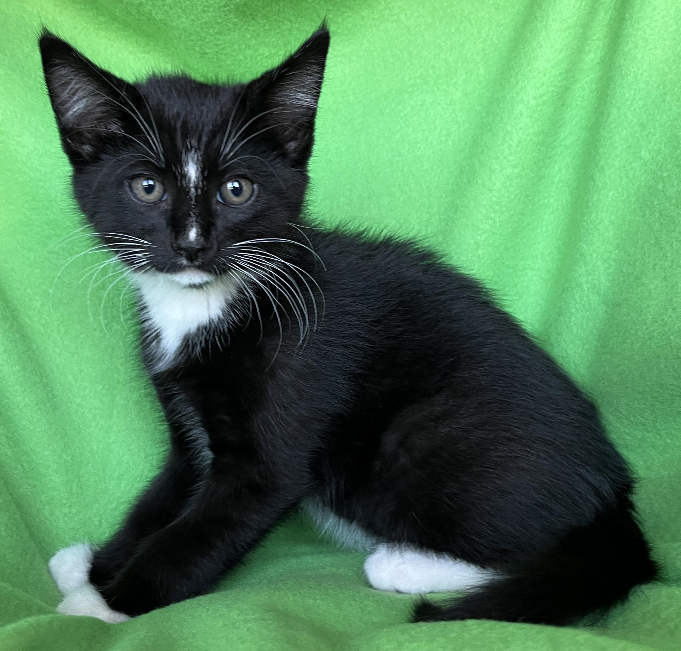 Zorro, a Adoptable Tuxedo in Tigard, OR image 2/3