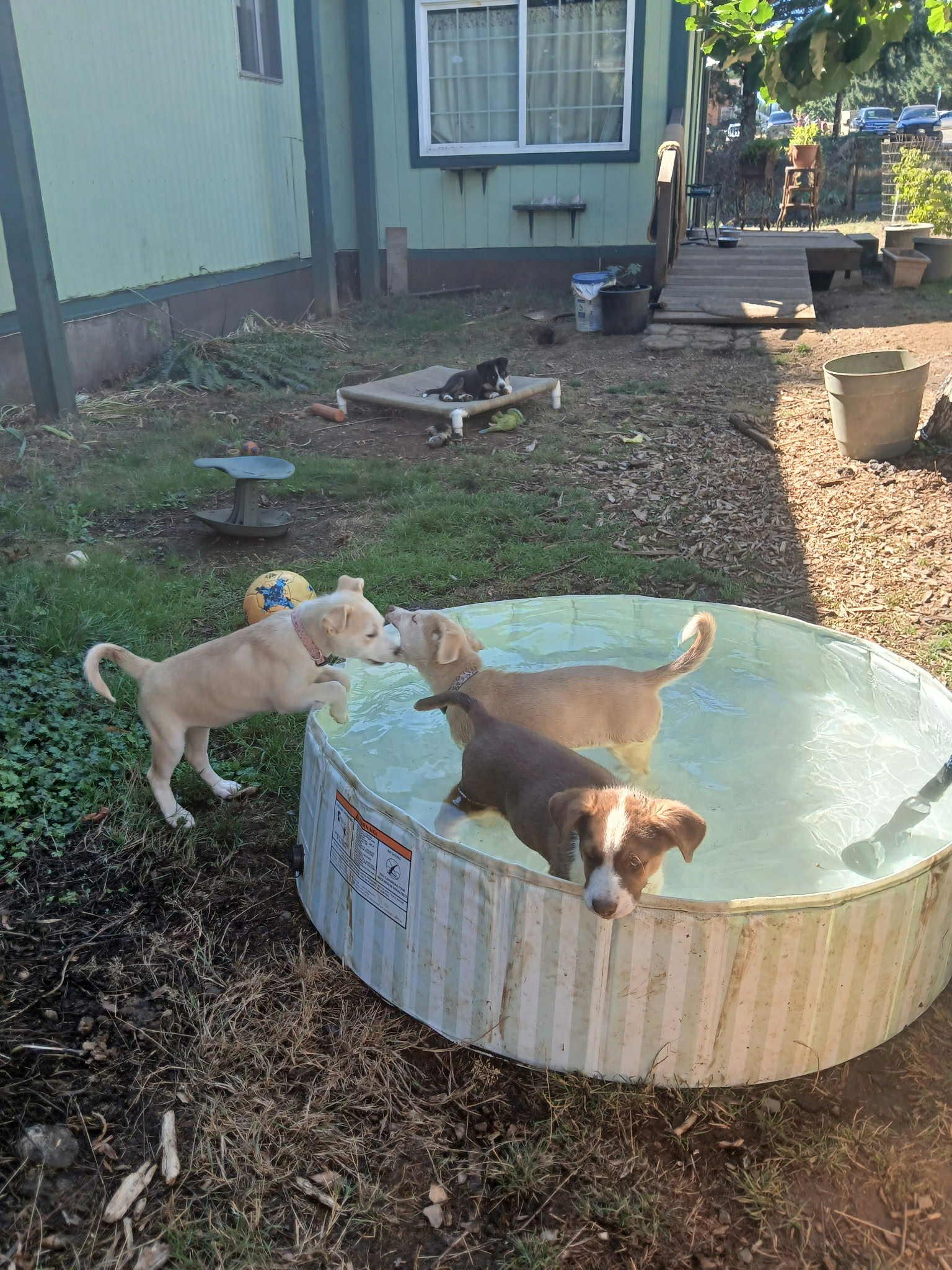 Nerthus – 3-Month-Old Fawn & White Sassy Husky Mix pup, an adoptable Siberian Husky in Missoula, MT, 59803 | Photo Image 3