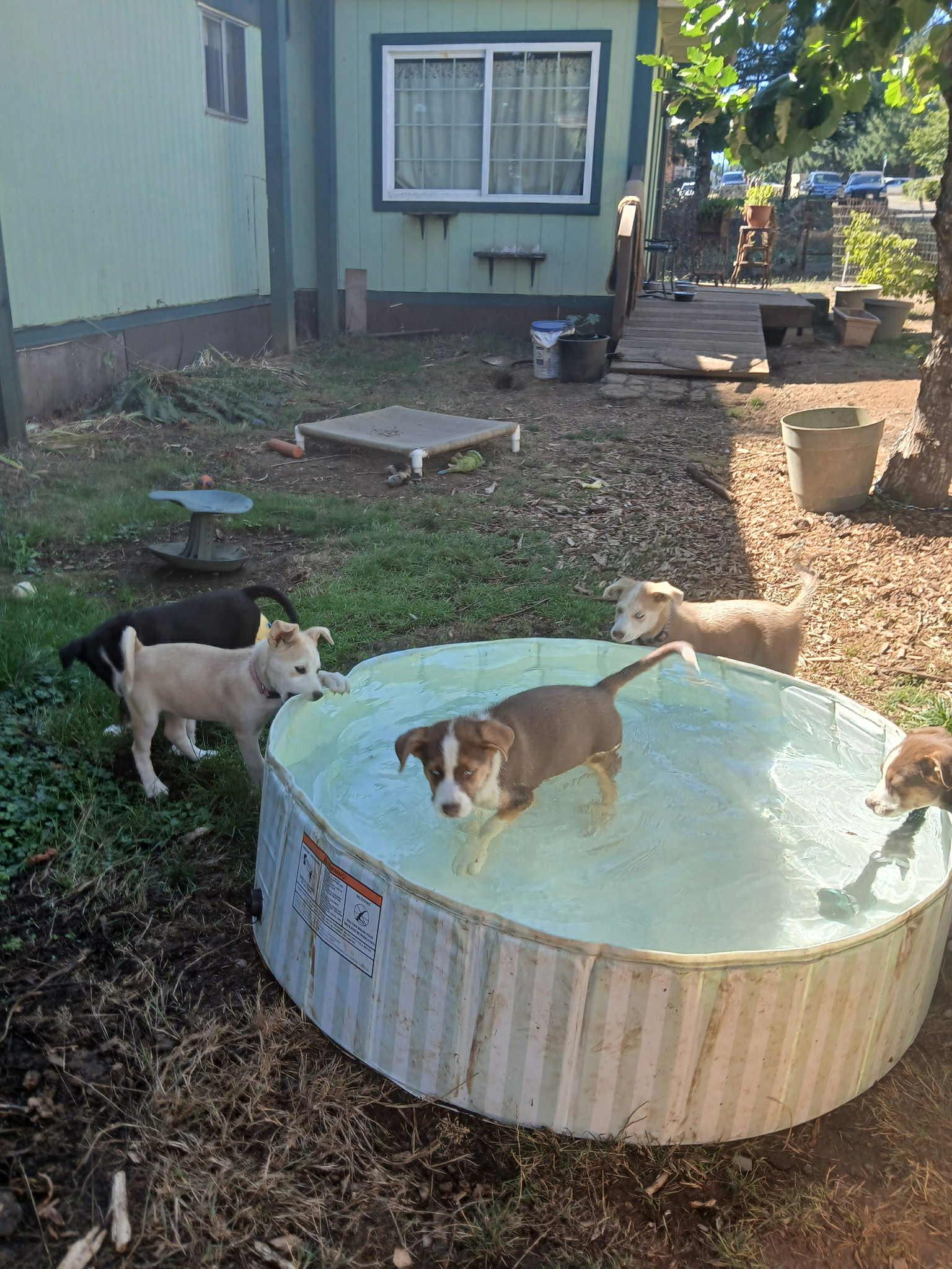 Nerthus – 3-Month-Old Fawn & White Sassy Husky Mix pup, an adoptable Siberian Husky in Missoula, MT, 59803 | Photo Image 2