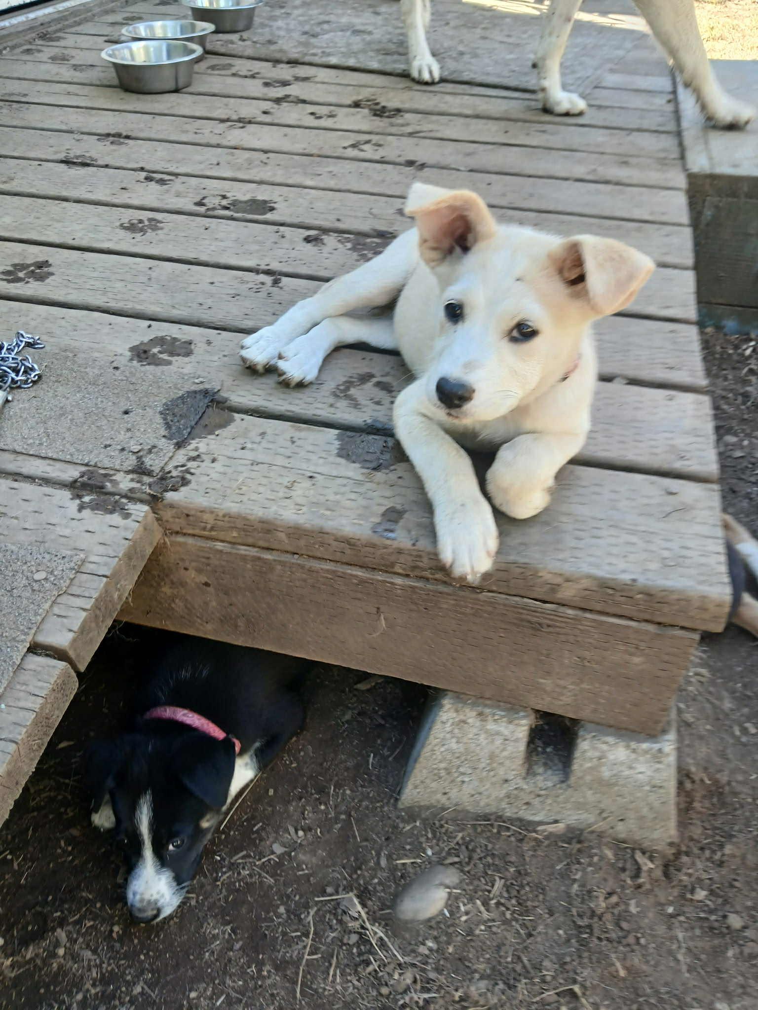 Nerthus – 3-Month-Old Fawn & White Sassy Husky Mix pup, an adoptable Siberian Husky in Missoula, MT, 59803 | Photo Image 1