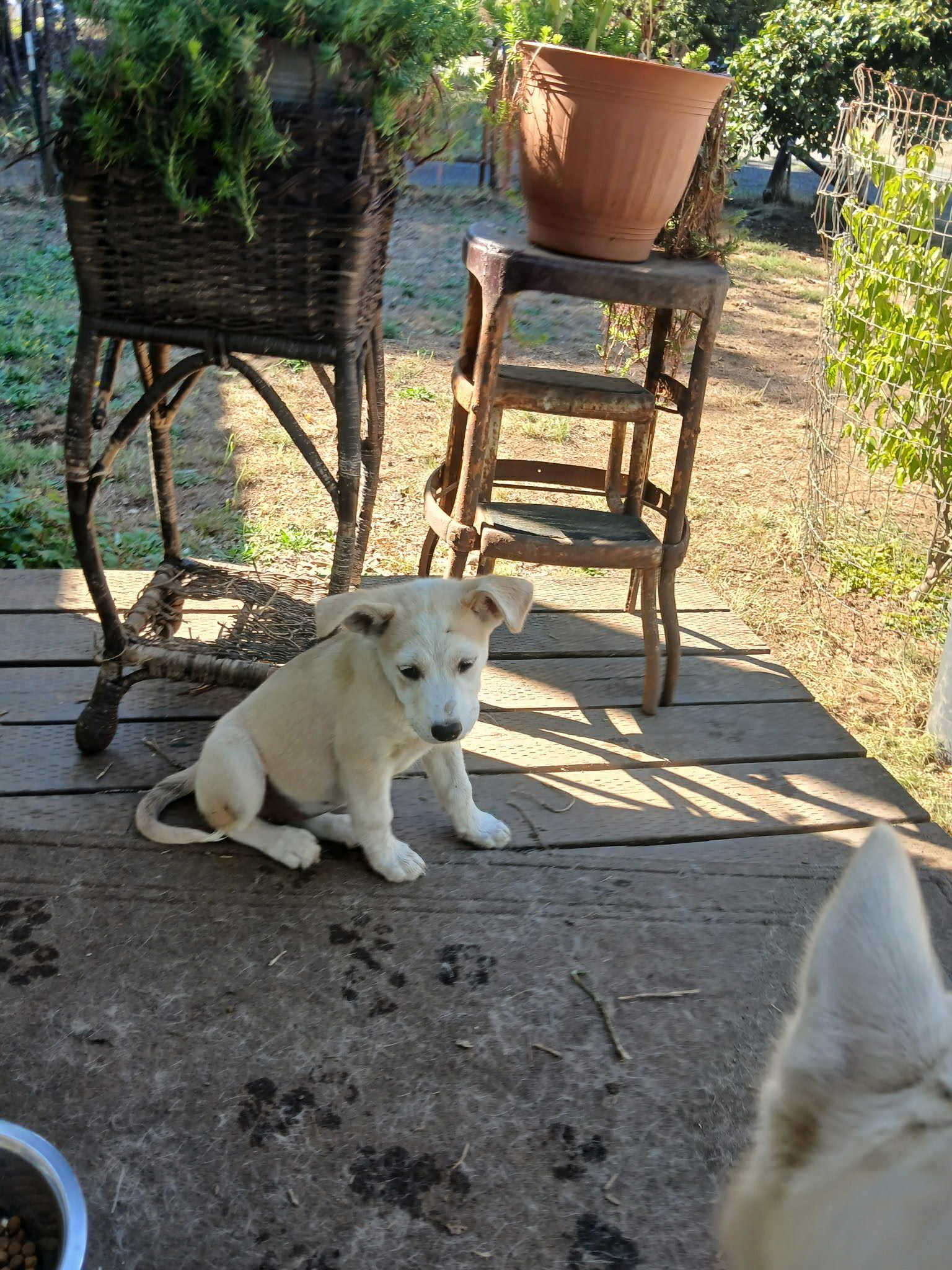 Nerthus – 3-Month-Old Fawn & White Sassy Husky Mix pup, an adoptable Siberian Husky in Missoula, MT, 59803 | Photo Image 5