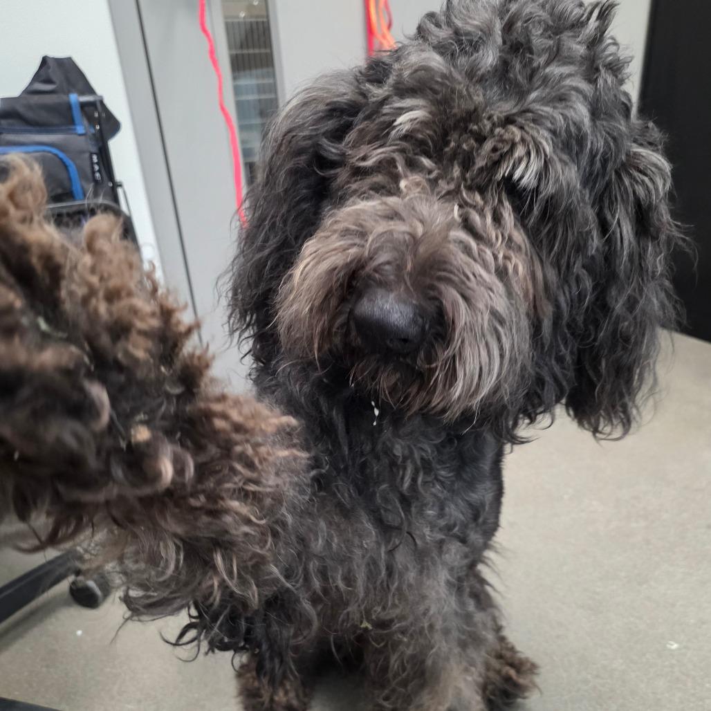 Cameron, Adoptable, Adult Male Poodle.