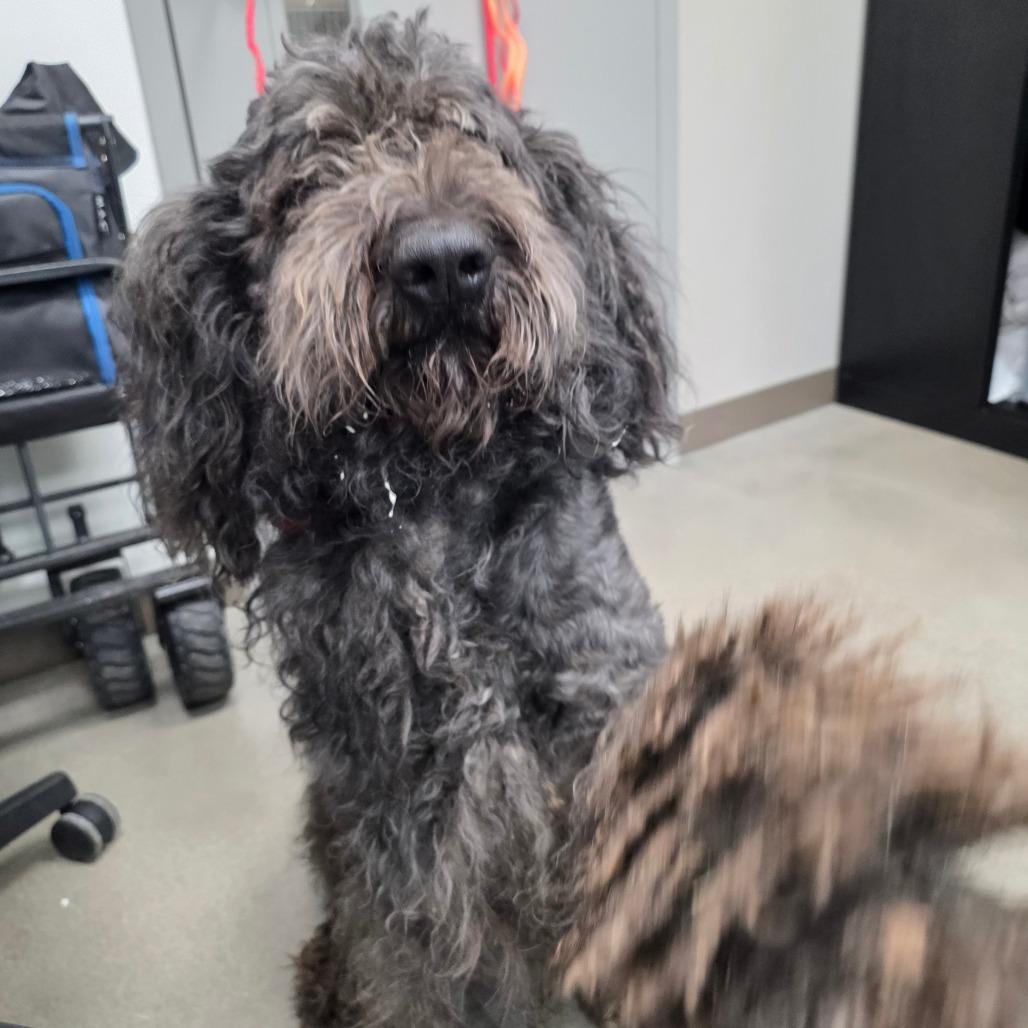Enlarge Cameron, a Adoptable Poodle in Sand Springs, OK image 2/3