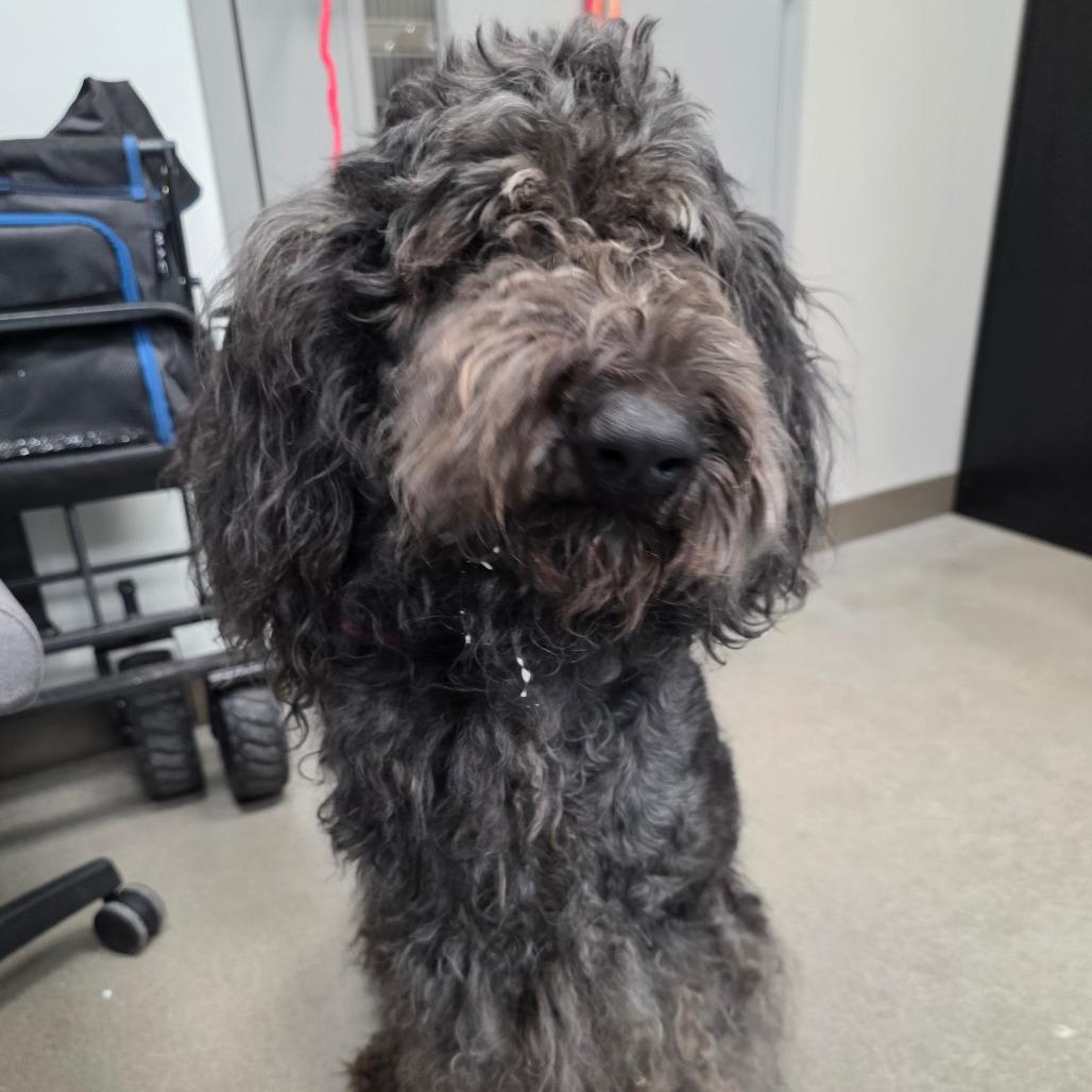 Enlarge Cameron, a Adoptable Poodle in Sand Springs, OK image 3/3