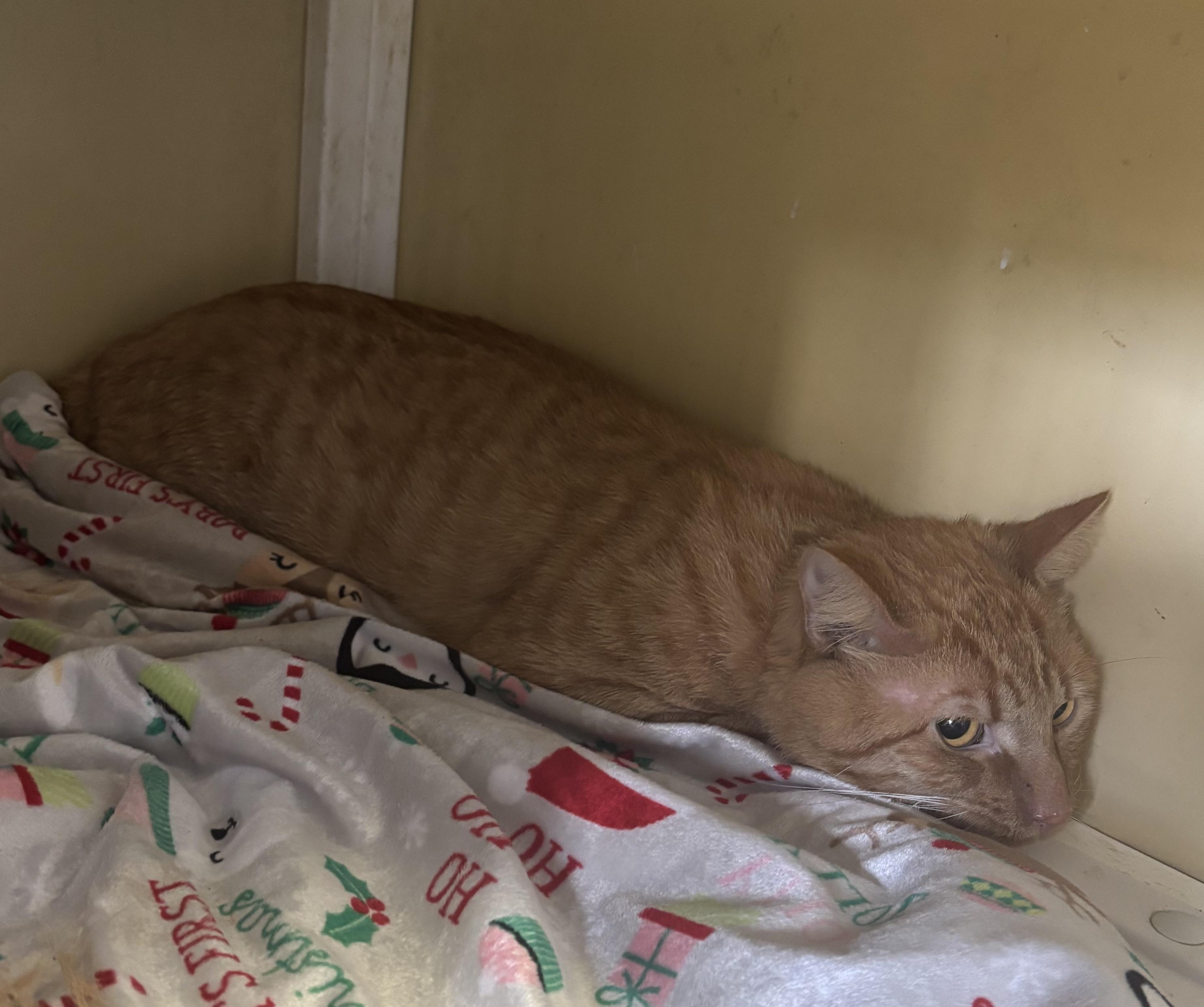 Enlarge Ginbo, a Adoptable Domestic Short Hair in White Cloud, MI image 1/1