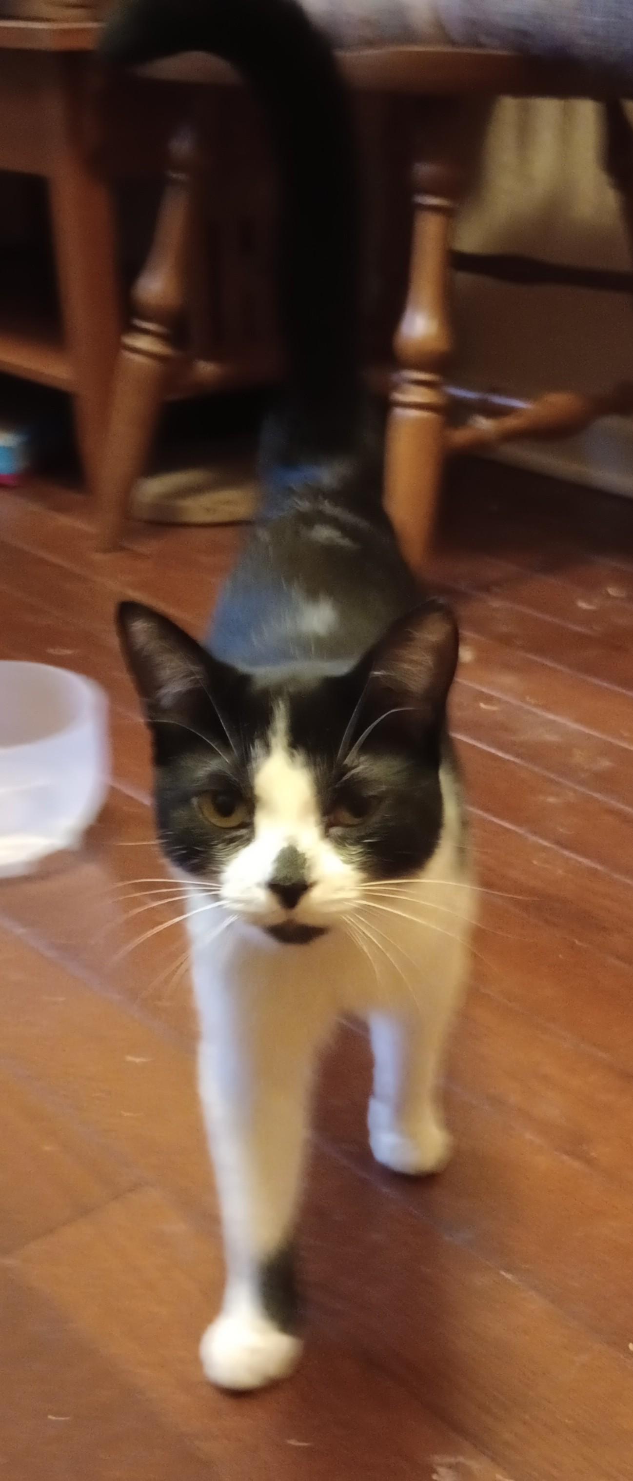 Huntress, Adopted, Adult Female Domestic Short Hair.