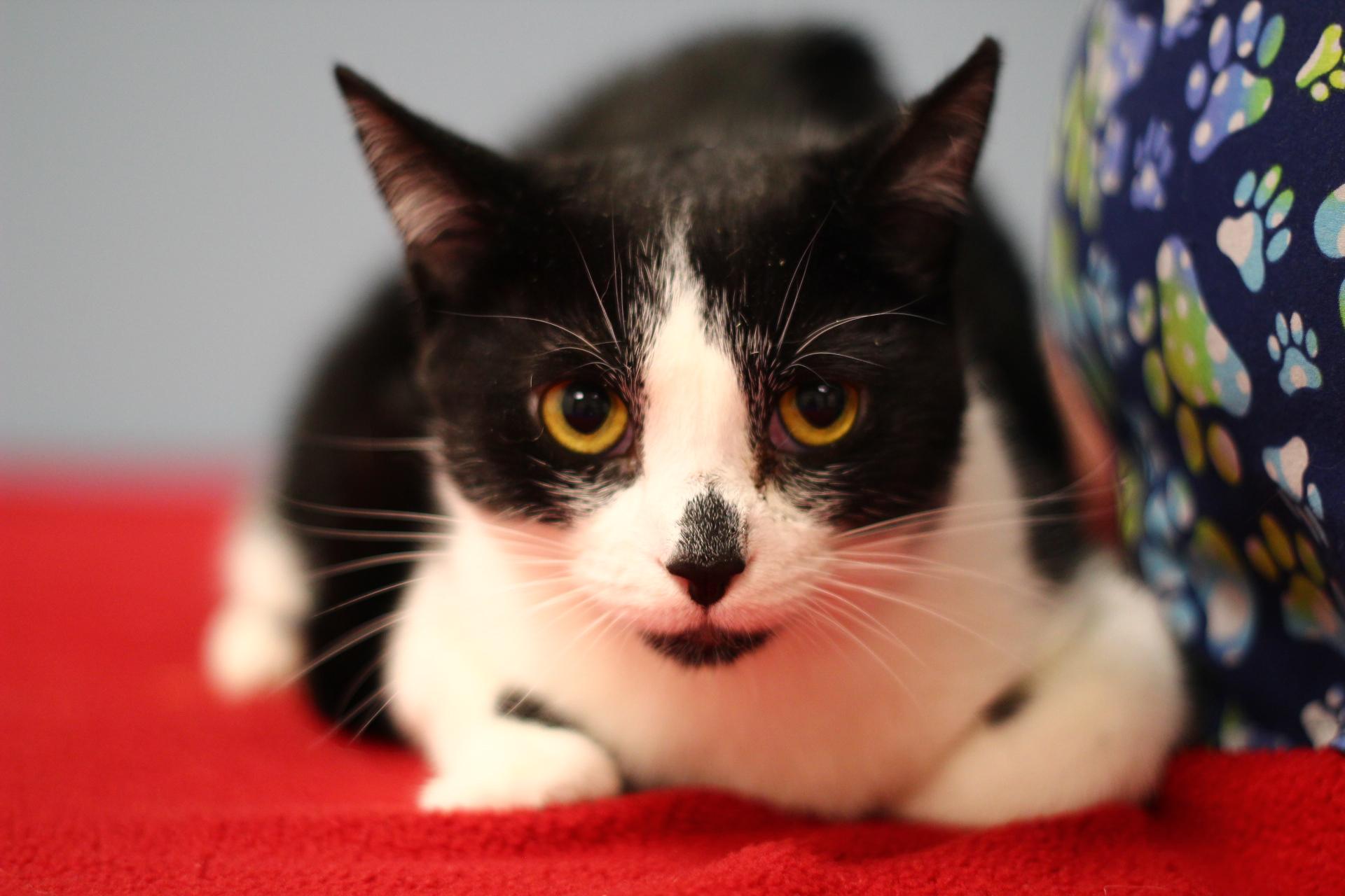 Huntress, a Adopted Domestic Short Hair in Toledo, OH image 3/6