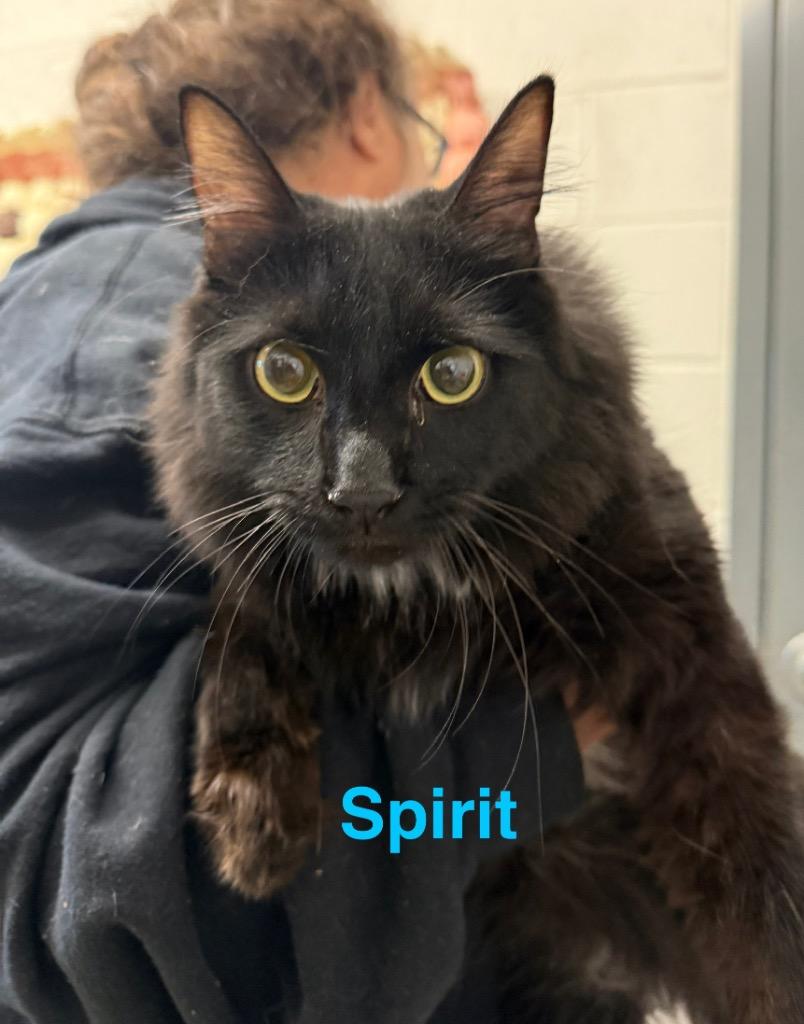 Enlarge Spirit, a Adoptable mixed breed in Camden, TN image 1/1