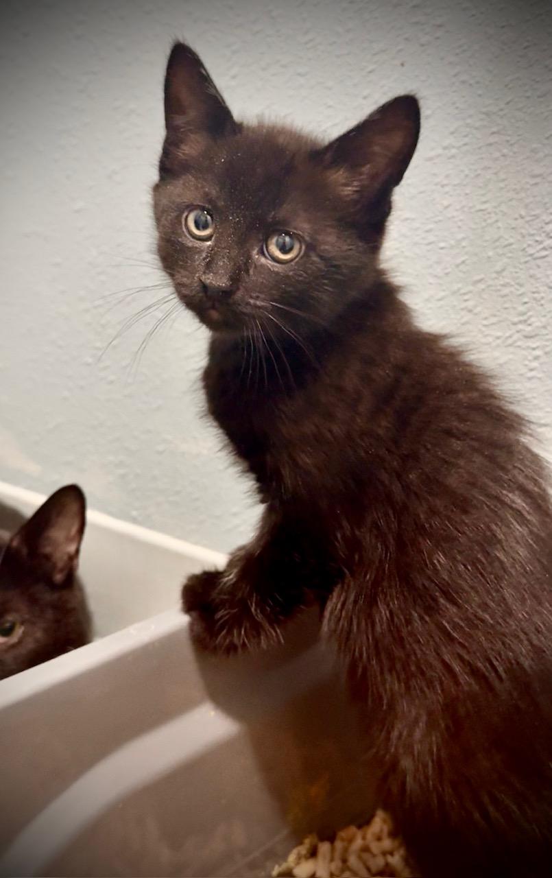 Trillium - black kitten photo 2