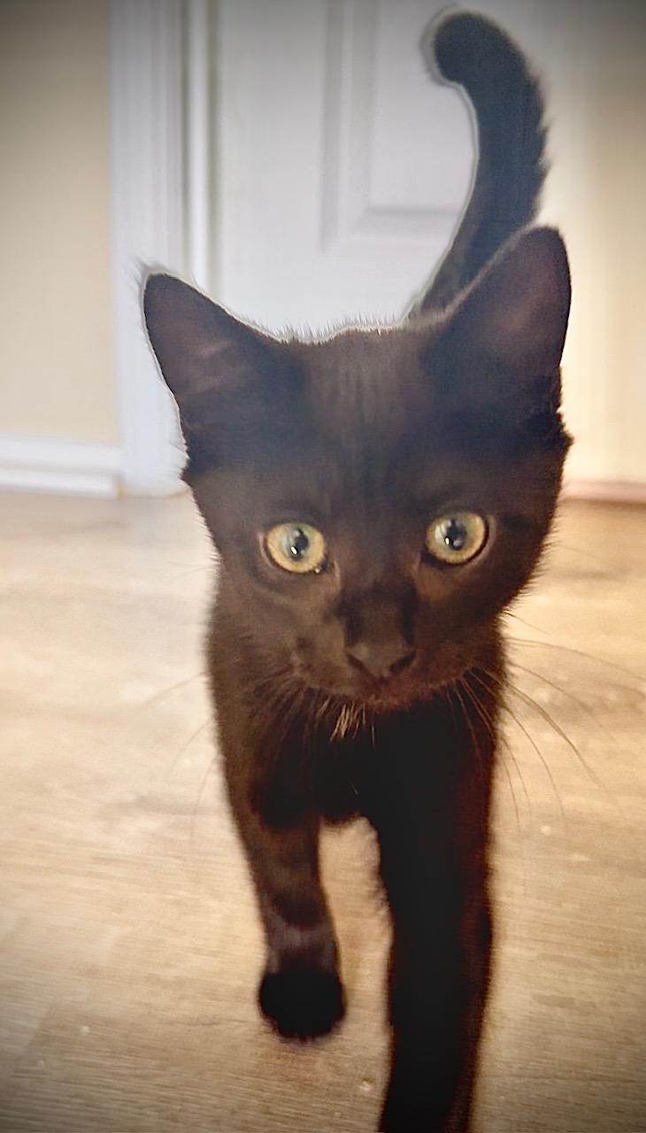 Trillium - black kitten photo 3