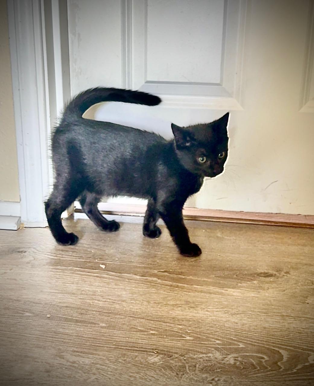 Trillium - black kitten photo 4