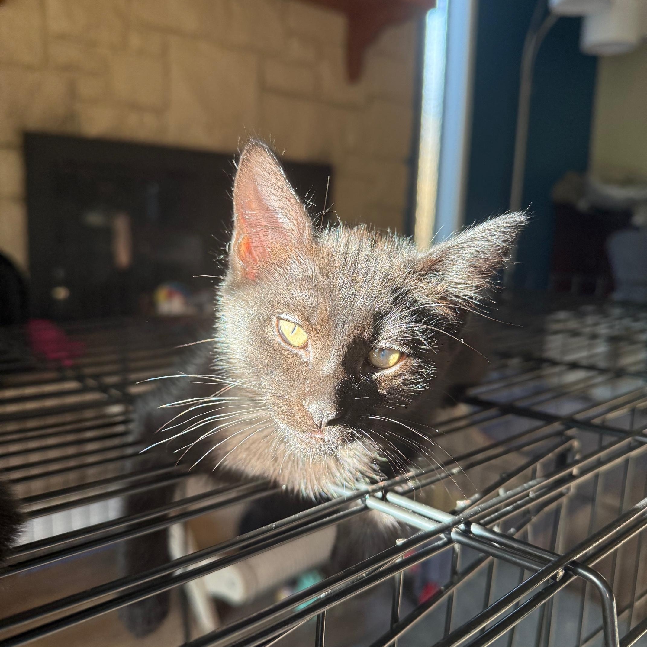 Trillium - black kitten, Baby Male Domestic Short Hair