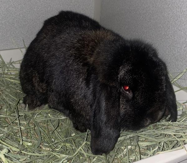 Enlarge Asiago, a Adoptable mixed breed in Vancouver, WA image 1/1