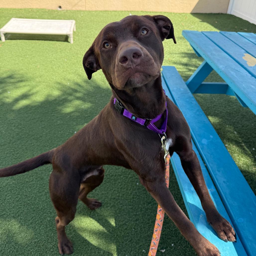 Raisin — thumbnail 4