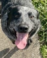 Danny boy, ADOPTABLE, Adult Male Australian Cattle Dog / Blue Heeler.