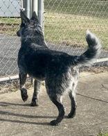 Danny boy, a ADOPTABLE Australian Cattle Dog / Blue Heeler in Glasgow, KY image 2/2