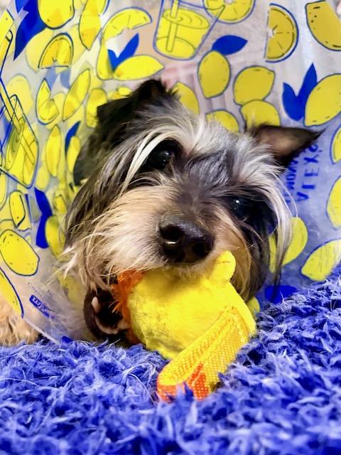 GLORDON, ADOPTABLE, Adult Male Yorkshire Terrier & Schnauzer.
