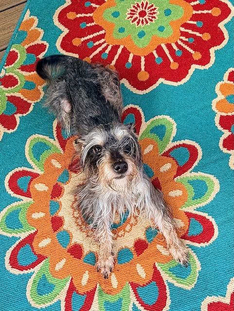 GLORDON, a ADOPTABLE mixed breed in Alpharetta, GA image 4/4
