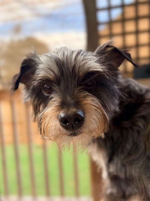 Enlarge GLORDON, a Adoptable mixed breed in Alpharetta, GA image 2/6