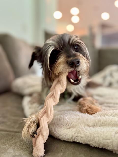 Enlarge GLORDON, a Adoptable mixed breed in Alpharetta, GA image 6/6