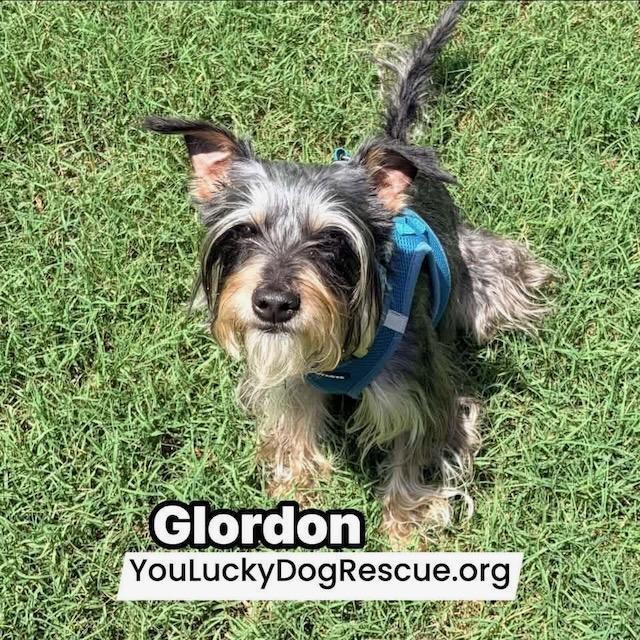 GLORDON, a ADOPTABLE mixed breed in Alpharetta, GA image 2/4