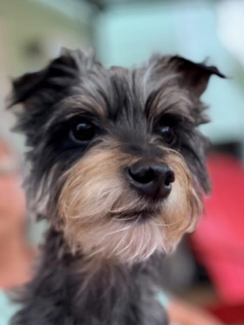 Enlarge GLORDON, a Adoptable mixed breed in Alpharetta, GA image 1/6