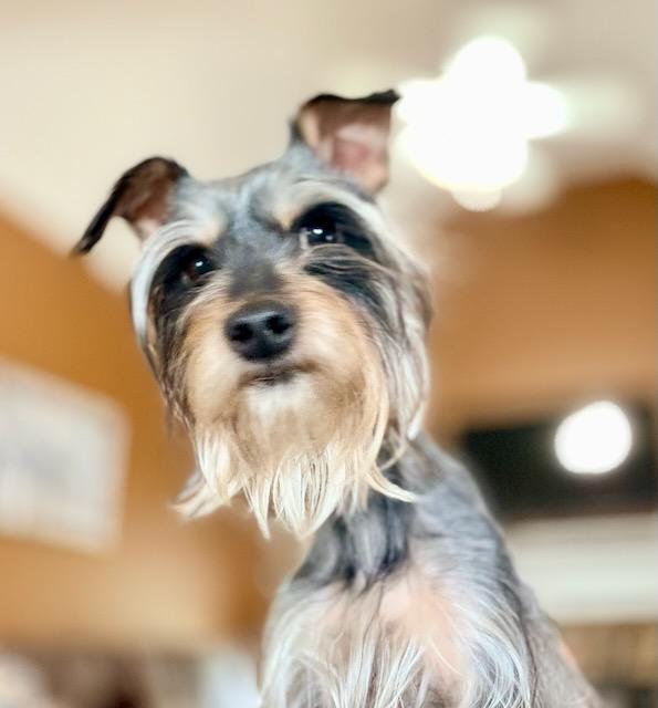 GLORDON, a ADOPTABLE mixed breed in Alpharetta, GA image 3/4