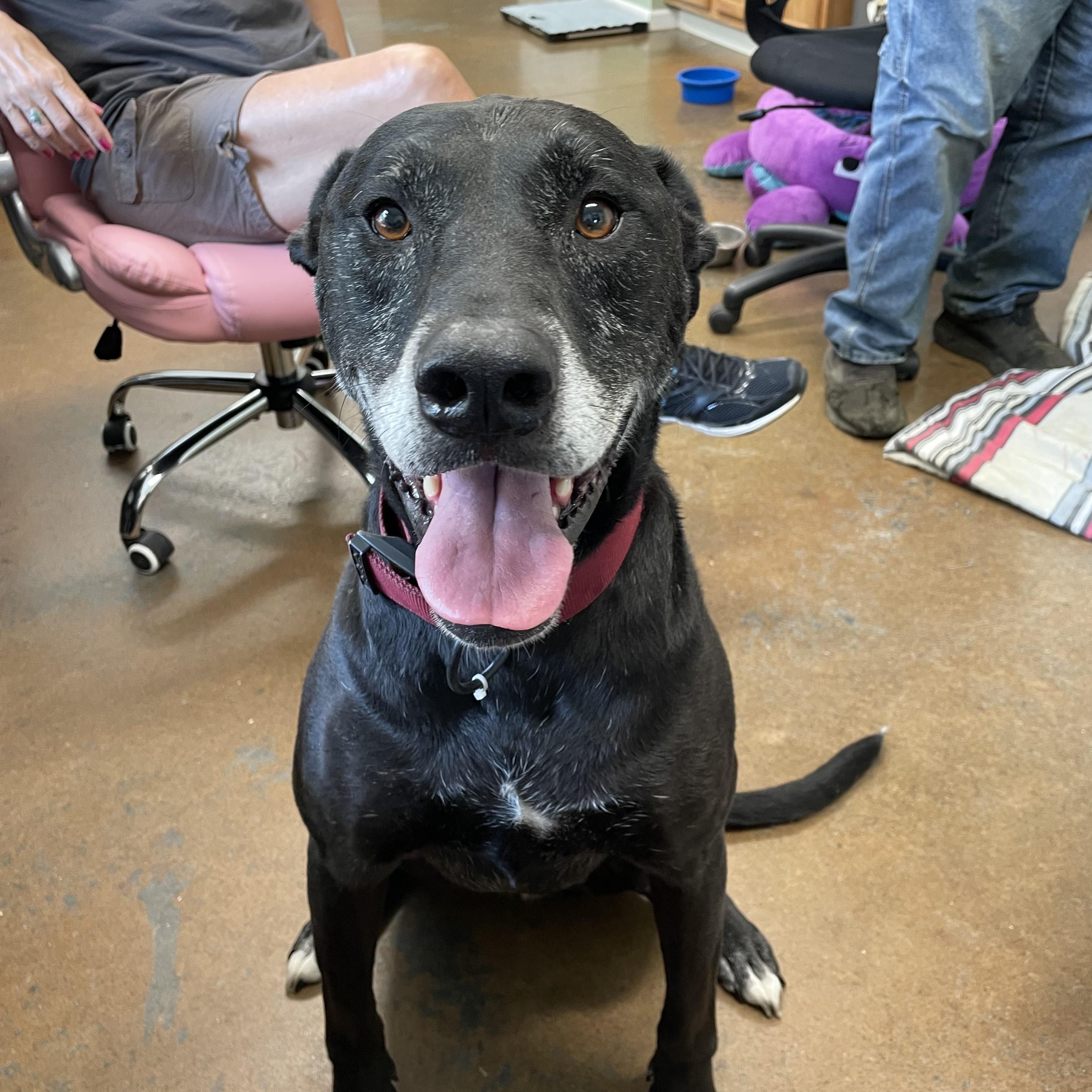 Luna, ADOPTABLE, Senior Female Black Labrador Retriever.