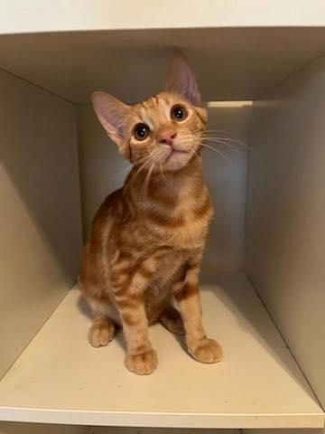 Enlarge Floyd, a Adoptable Tabby image 1/1