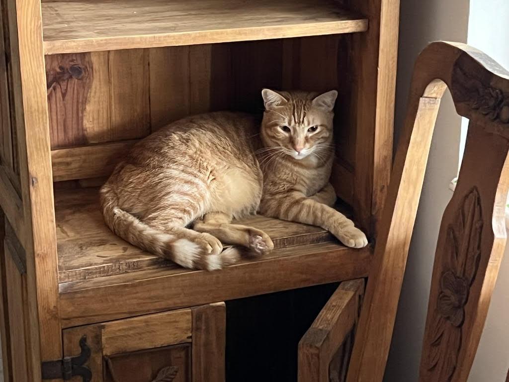 Chou Chou & Tully - Owner Surrendered Cats photo 3