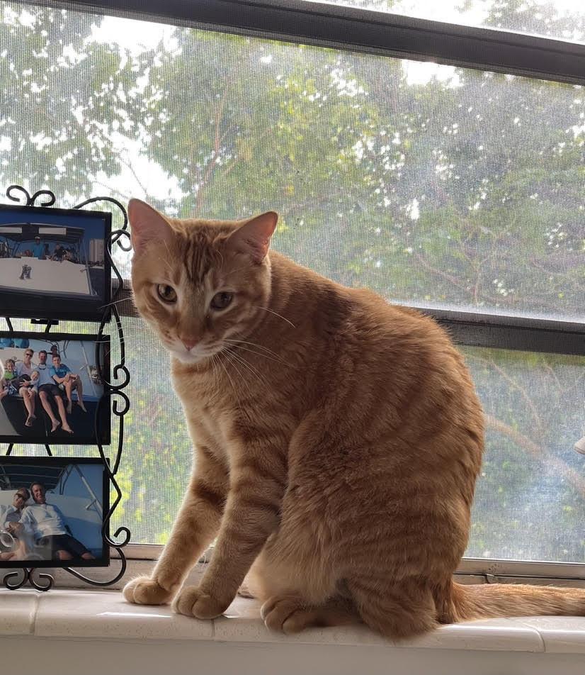 Chou Chou & Tully - Owner Surrendered Cats photo 6