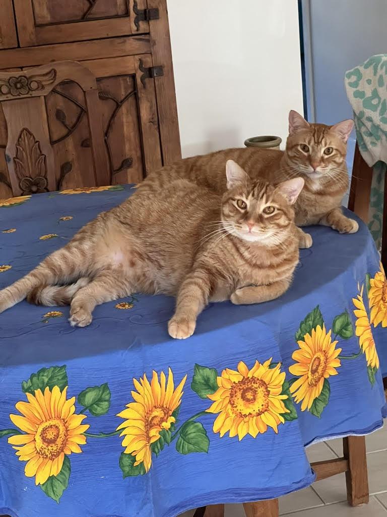 Chou Chou & Tully - Owner Surrendered Cats