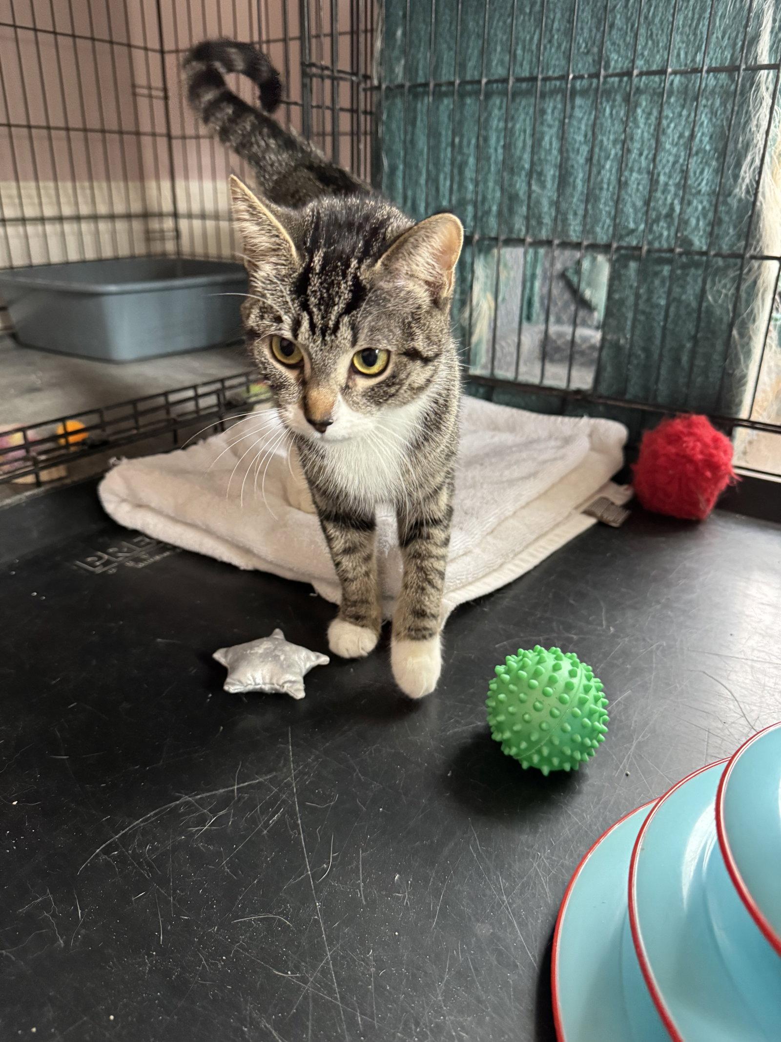 Patty Cake, Adopted, Young Female Tabby.