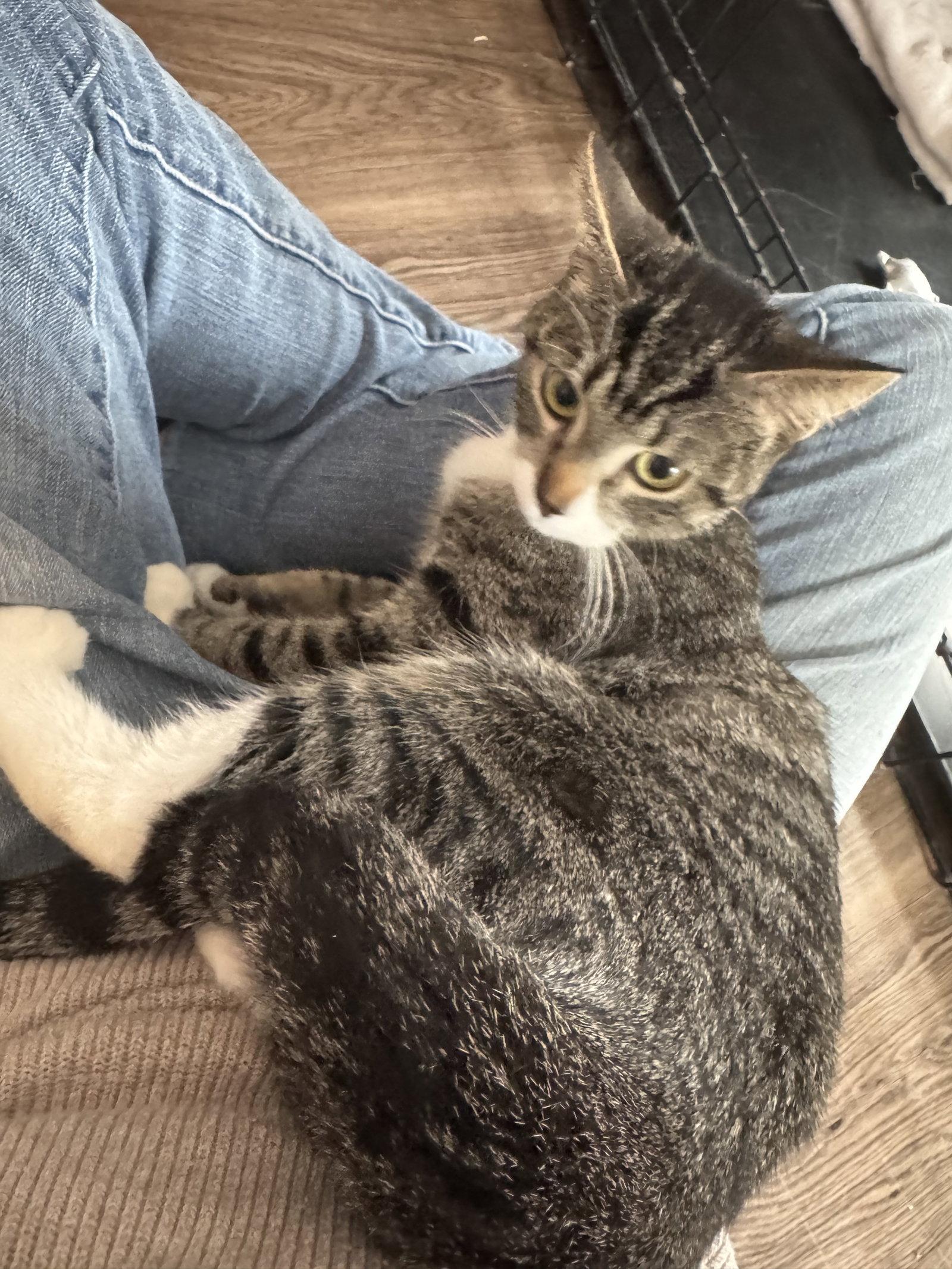 Enlarge Patty Cake, a Adopted Tabby in Markham, ON image 2/3