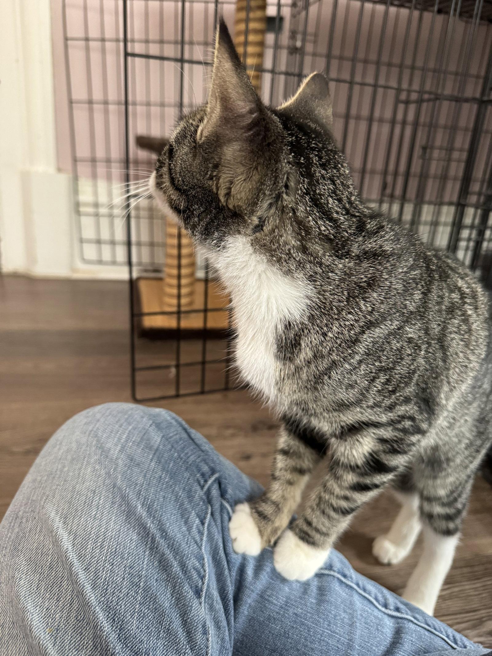 Enlarge Patty Cake, a Adopted Tabby in Markham, ON image 3/3