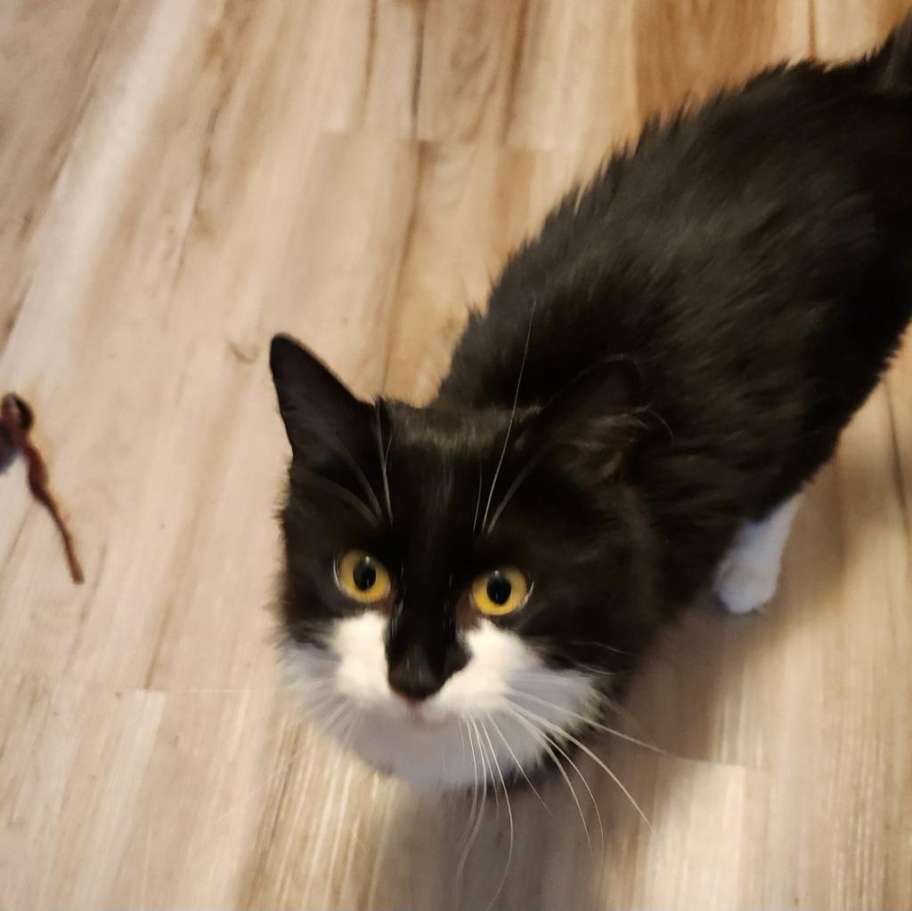 Pascha, Adopted, Young Female Domestic Long Hair.