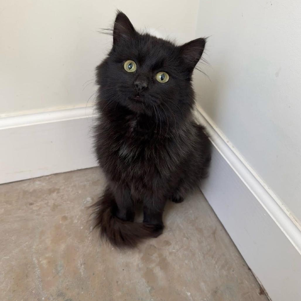 Klaus, Adoptable, Young Female Domestic Long Hair.