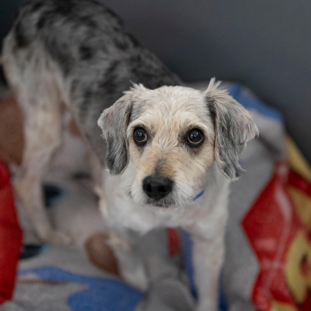 Tater (MR26-138), Adoptable, Adult Male Terrier & Mixed Breed.