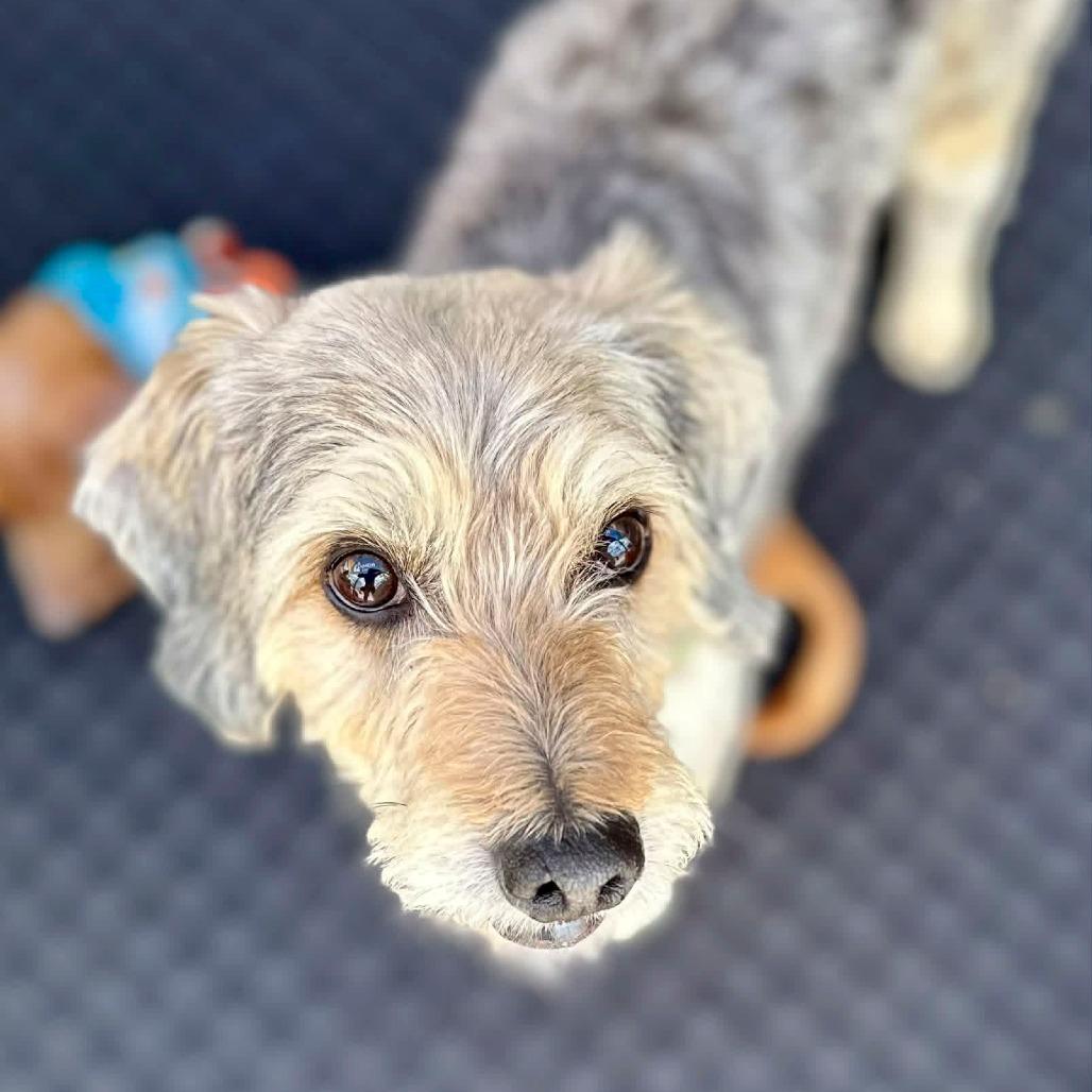 Enlarge Tater (MR26-138), a Adoptable mixed breed in Peyton, CO image 4/6