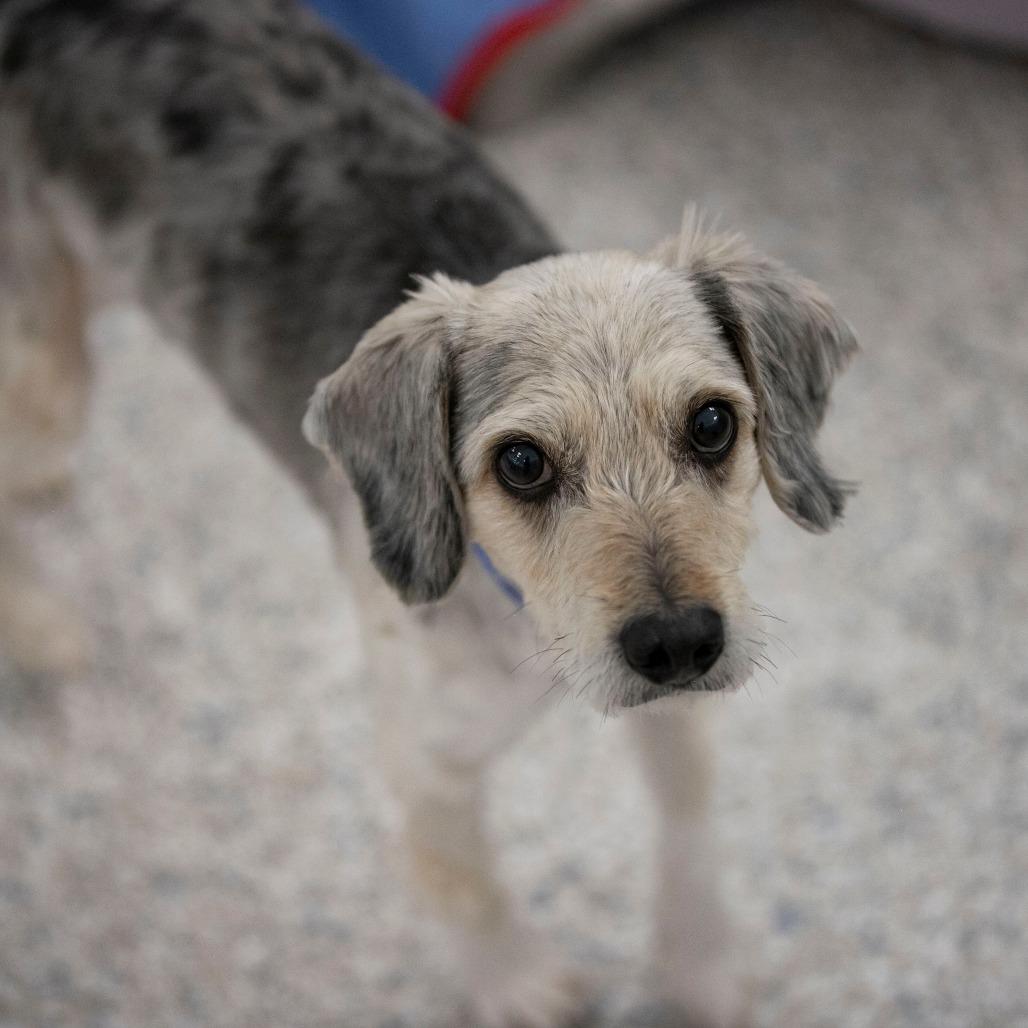 Enlarge Tater (MR26-138), a Adoptable mixed breed in Peyton, CO image 5/6
