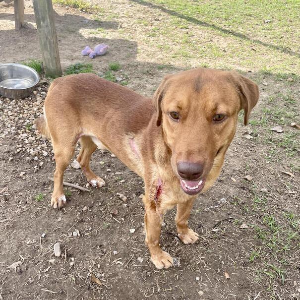 Enlarge Liam Lionheart, a Adoptable mixed breed in Carencro, LA image 1/4